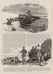 The Chase of the Wild Red Deer on Exmoor